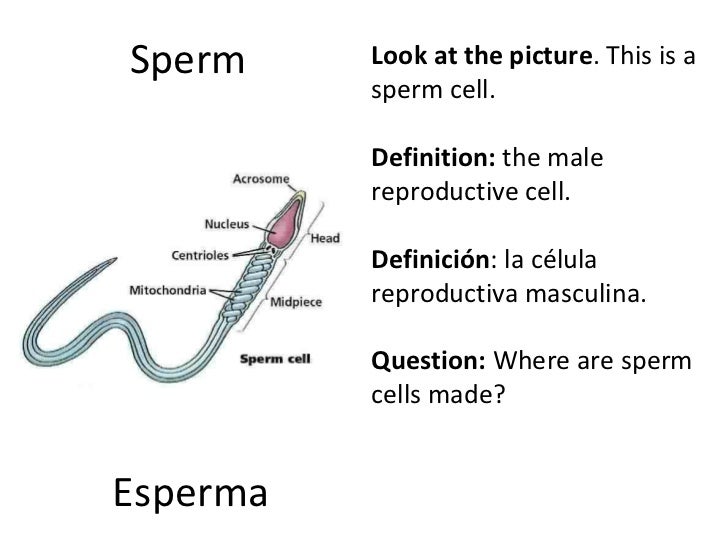 Mutual caught masturbation Definition or description of sperm cells